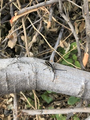 Sphaenothecus trilineatus