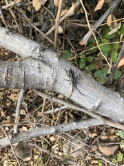 Sphaenothecus trilineatus