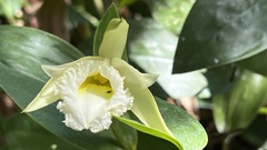 Sobralia macrophylla image