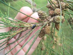 Maoraxia eremita
