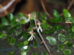 Anoectochilus formosanus