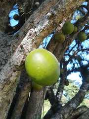 Crescentia alata