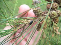 Maoraxia eremita