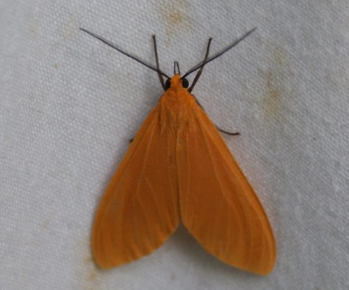 Pygoctenucha clitus