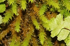 Claopodium rostratum