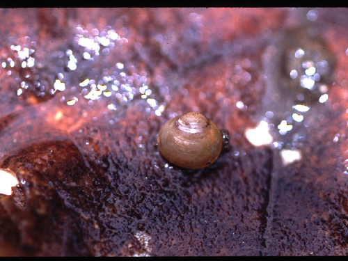 Sphaeriidae