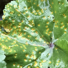 Puccinia malvacearum