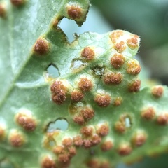 Puccinia malvacearum