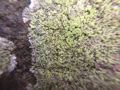 Bacidia fuscoviridis