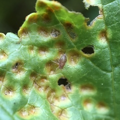 Puccinia malvacearum