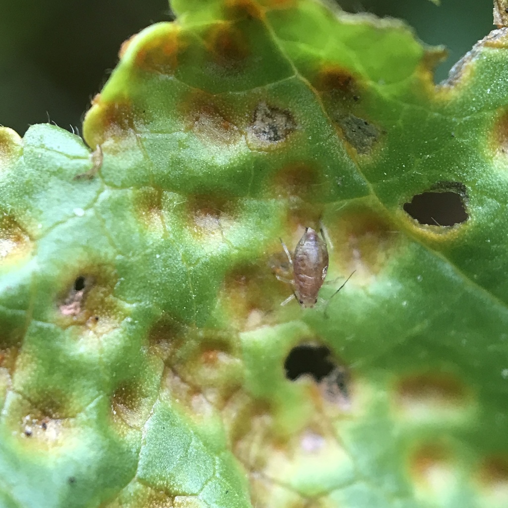 Mallow Aphid