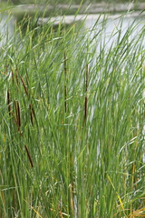 Typha × glauca