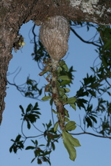 Myrmecodia tuberosa