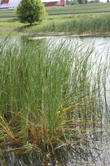 Typha × glauca