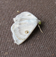Argyrotome melae