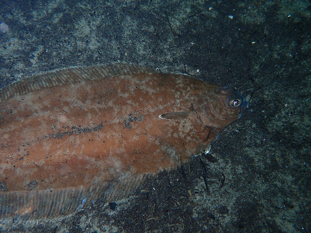Witch Flounder