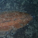 Witch Flounder - Photo (c) cescgv, some rights reserved (CC BY-NC)