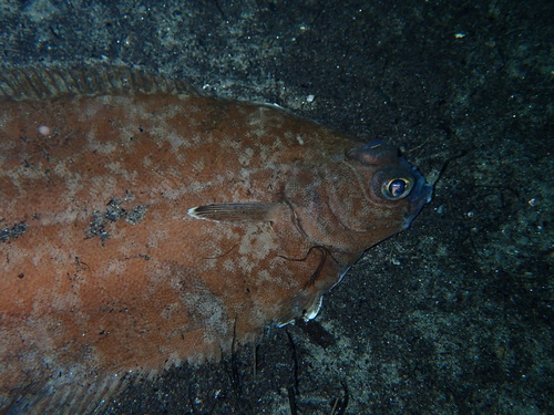 Craig fluke (Glyptocephalus cynoglossus) — Pleuronectidae