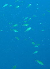Azurina multilineata