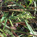 Barnyard Grass - Photo (c) John D Reynolds, some rights reserved (CC BY-NC), uploaded by John D Reynolds