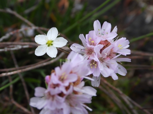 Armeria Merinoi Inaturalist Canada