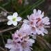 Armeria merinoi - Photo (c) Iván, some rights reserved (CC BY-NC), uploaded by Iván