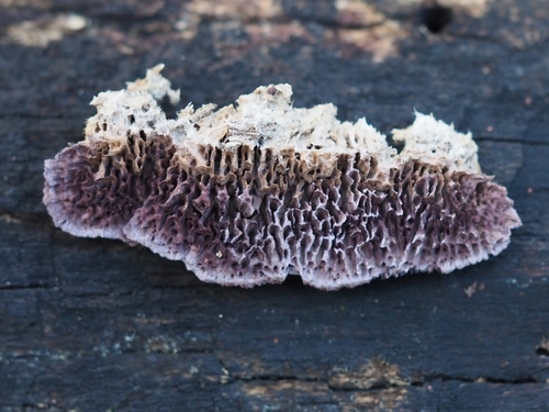 Brown Purplepore Bracket