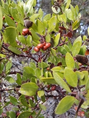 Arctostaphylos hookeri