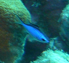 Azurina cyanea