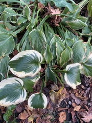 Hosta