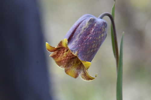 Image of Fritillaria pyrenaica by (c) Franck Cabot, some rights reserved (CC BY)