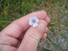 Linum bienne