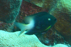 Stegastes partitus