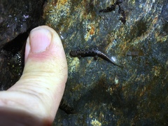 Desmognathus imitator