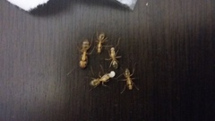 Camponotus conspicuus