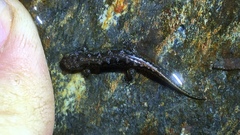 Desmognathus imitator