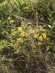 Heterotheca villosa foliosa