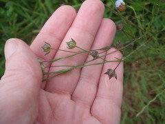 Linum bienne