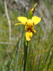 Diuris brevifolia