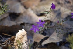 Delphinium consolida