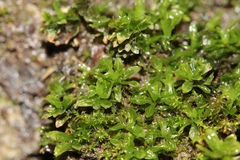 Mnium stellare