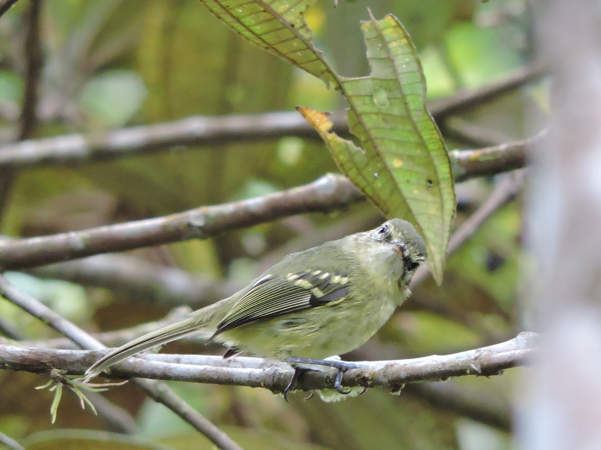 Restinga Tyrannulet (Phylloscartes kronei), photo 4
