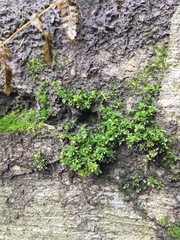 Mnium stellare