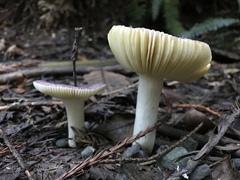 Russula murrillii