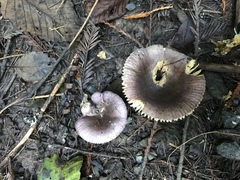 Russula murrillii