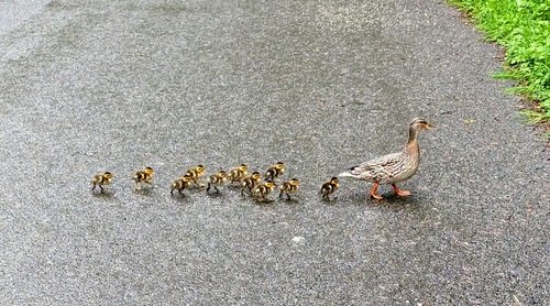 Mallard photographed in Washington