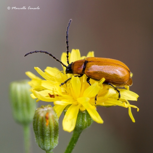Daffodil Leaf-beetle, photo 5 of 10