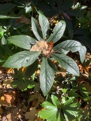Helleborus orientalis
