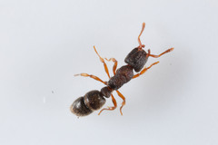Heteroponera