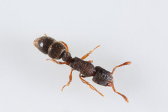 Heteroponera